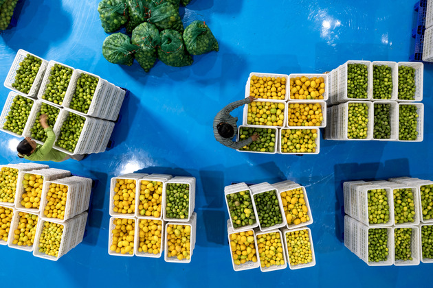 CHINA-YUNNAN-RUILI-LEMON PLANTING INDUSTRY (CN)