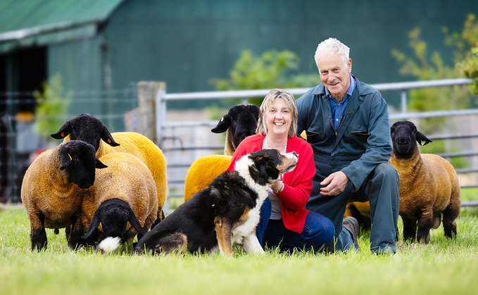 Final farewell: Westcarse Suffolks head to the Royal Highland Show one last time before dispersal