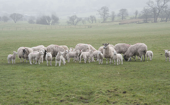 OPINION: New legislation on sheep worrying welcome but not the answer