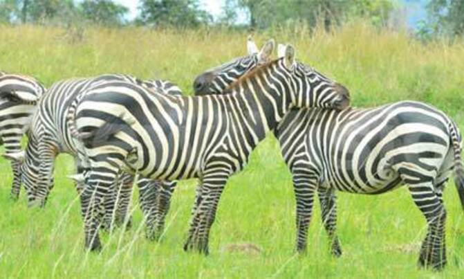 Kidepo Valley National Park turns 50 Kidepo Valley National Park turns 50