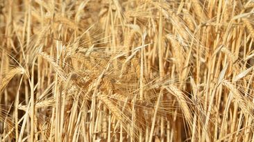 Mecardo said anything that reduces demand – be it cost, or trade barriers – will be reflected by diminishing commodity prices. 