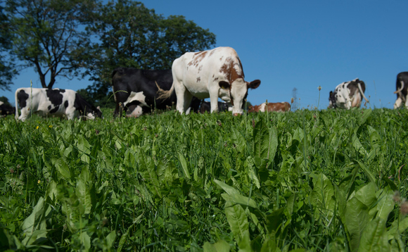Sprinks Farm's dairy cows in Staffordshire | Credit: Tesco