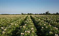 Regen special: How potato growers are embracing regenerative practices