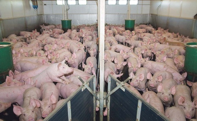 Government stumps up long-awaited help for struggling pig sector