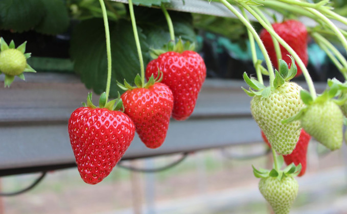 How a family farm is helping put British strawberries back on UK shelves