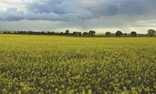 Controlling clethodim-resistant ryegrass in canola