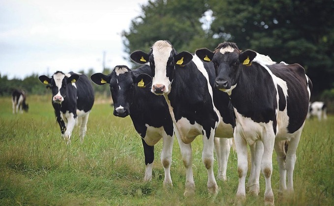 Lungworm can cause serious effects in all ages of cattle.