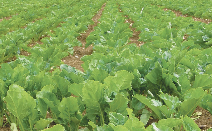Care needed when hand pulling bolting beet