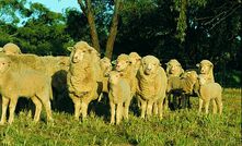 Managing Merino ewe lambs to conceive and rear lambs