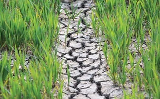 Farm businesses counting the cost of drought as 'nationally significant incident' declared in England