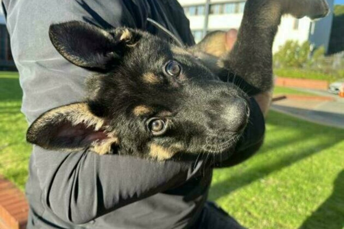 From pups to pros: New patrol and detector police dogs graduate today