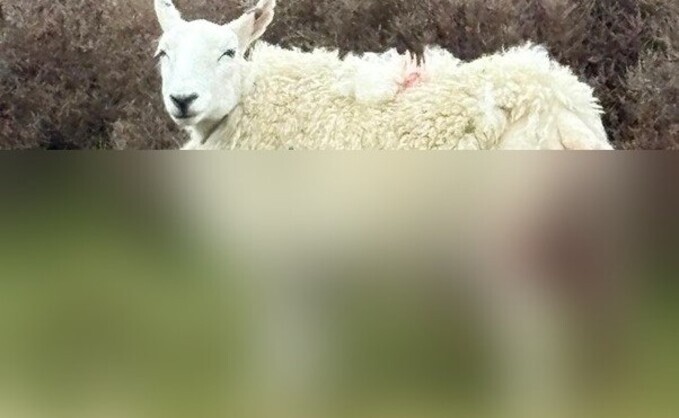 North Yorkshire Police said the sheep's injuries were too 'distressing' to show.