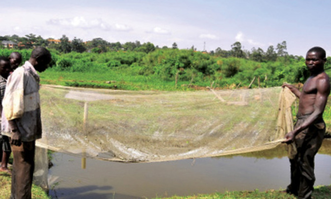 Kahwa's success spurs him to preach about fish farming Kahwa's success spurs him to preach about fish farming