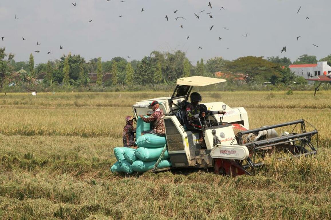 Asia Album: Farmers harvest paddy in Indonesia's village