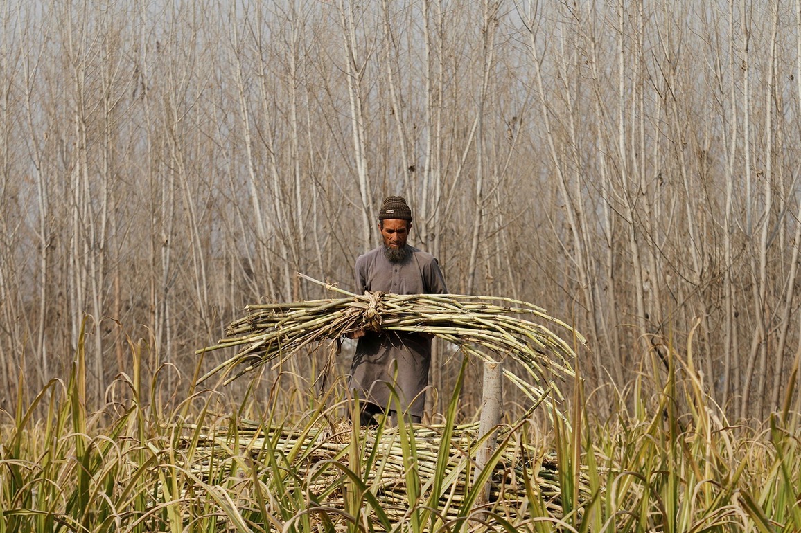 Pakistan: Sindh sugarcane farmers crushed by government inaction