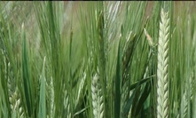  Claims about the performance of Compass barley are at the centre of ACCC Federal Court proceedings.