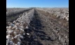  Cotton is part of a new, multi-industry research project which includes cattle and grain production. Photo Mark Saunders.