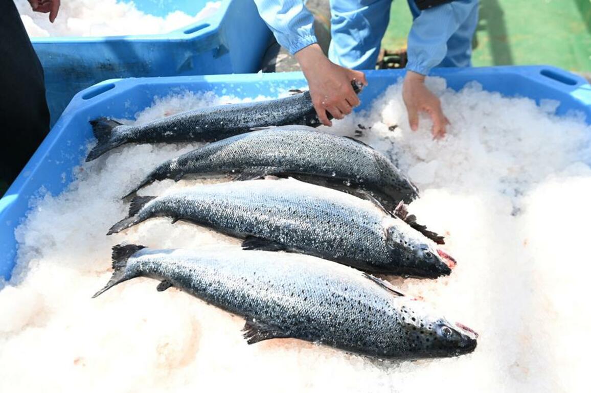 China's giant vessel makes floating salmon farm a reality