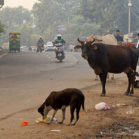 Indian court allows sterilised stray dogs to return to neighbourhoods