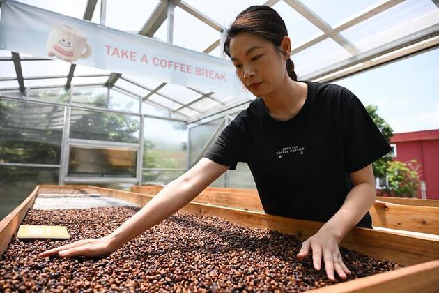 Economy | Complete coffee industrial chain thrives in S China's Jiangmen