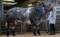 Pendle Tiger tops British Blue bulls at 18,000gns