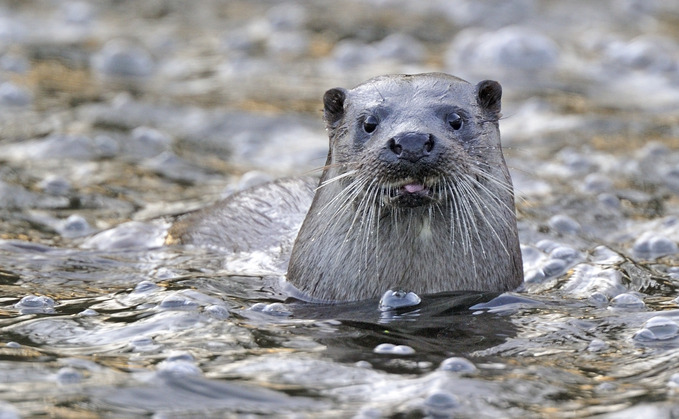 Otters among wildlife being harmed by toxic chemicals | Credit: Andy Rouse