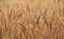 Recent rain has turned around yield potential in WA, with GIWA predicting production at 19.33Mt this season. 