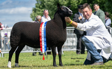 Zwartbles takes top spot in the sheep rings at Royal Three Counties