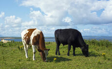 Groundswell 2025: Abattoir access is critical to success of direct selling