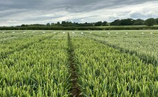 AHDB's Recommended Lists review highlights shift in growers' priorities when choosing crop varieties