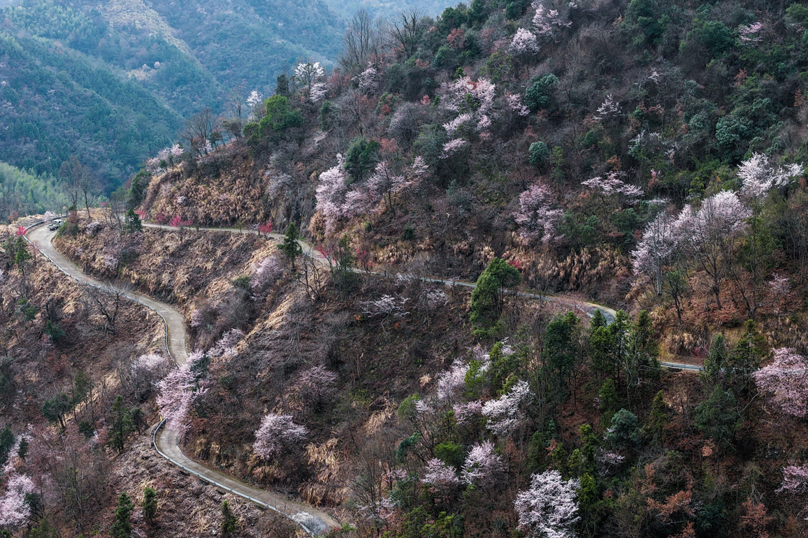 CHINA-ZHEJIANG-JIANDE-WILD CHERRY FLOWERS-TOURISM (CN)