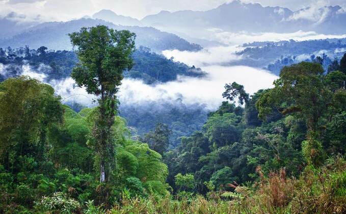 New rules to protect rainforest set to hit UK farmers with added costs and paperwork