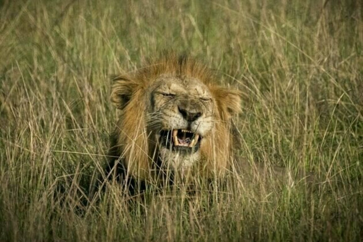 Uganda's lions in decline, hyenas thriving - new findings from country's biggest ever carnivore count