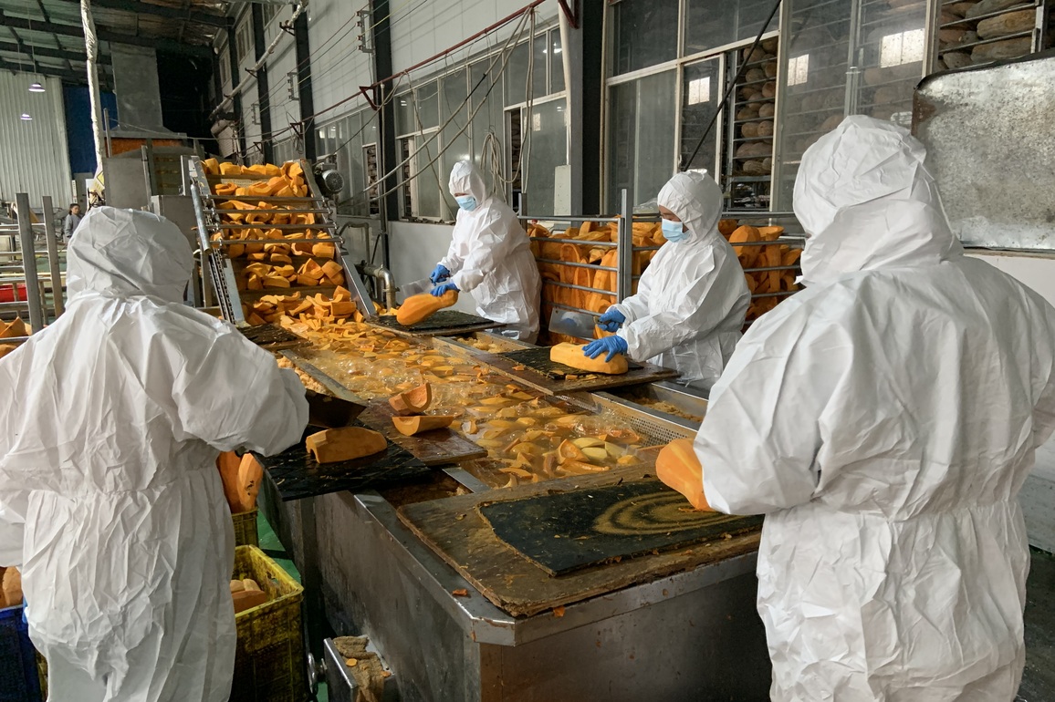 CHINA-GUIZHOU-ZHIJIN-PUMPKINS-EXPORT (CN)
