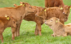 Vaccinate before turnout to protect calves against lungworm