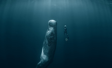 A sperm whale and freediver. If nodule mining develops, deep-diving whales like the vulnerable sperm whale could be adversely impacted, according to DSMC. Image: Willyam / Adobe