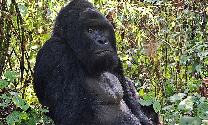 World's largest gorillas 'one step from going extinct' World's largest gorillas 'one step from going extinct'