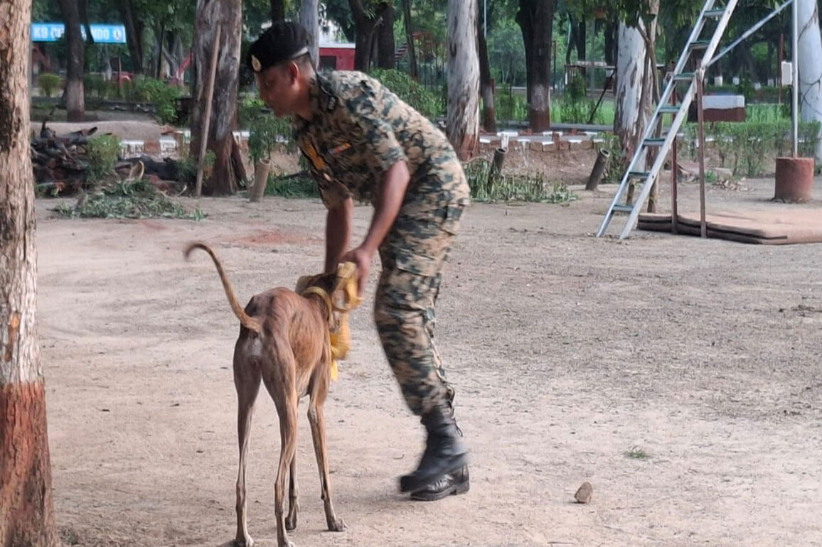Inspired by PM Modi's 'Mann Ki Baat', BSF trains 150 Indian breed dogs, including one gold medalist at 2024 championship