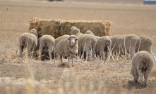  Sheep could be susceptible to heliotrope toxicity. Picture Mark Saunders.