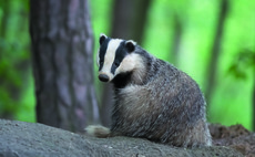 Badger TB vaccinations hit record high