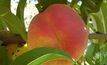 Low fruit prices driving growers broke