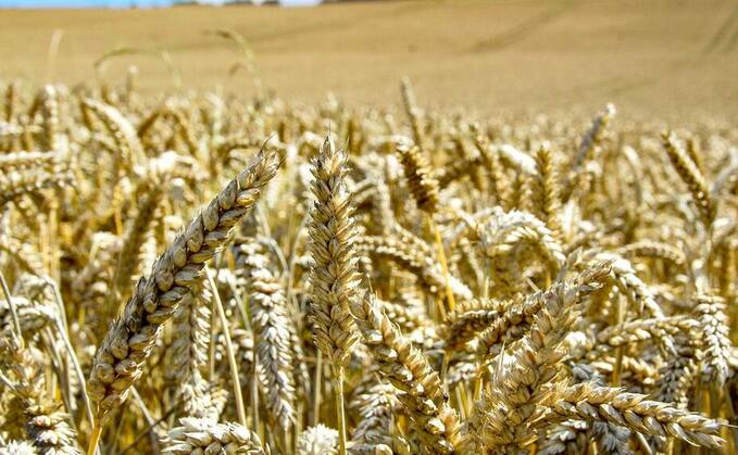 Early concerns over wheat protein levels