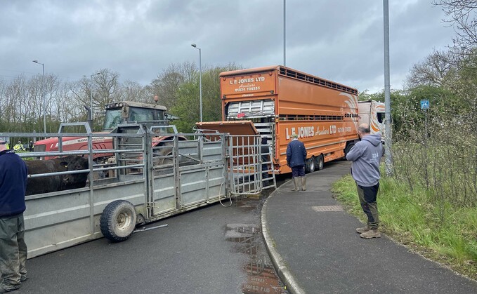 Vets and farmers rushed to help after a truck carrying 40 cattle overturned in Shropshire