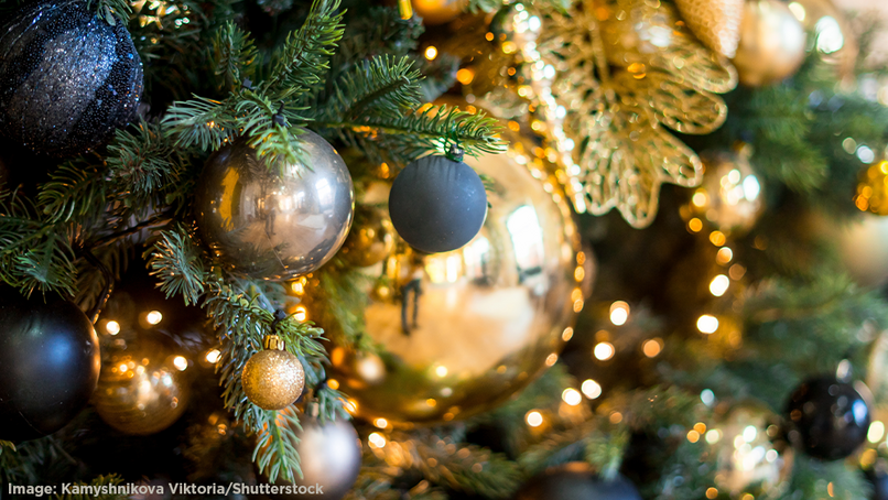 Image: Kamyshnikova Viktoria/Shutterstock