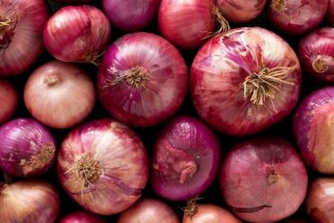 India prohibits onion exports till March 2024