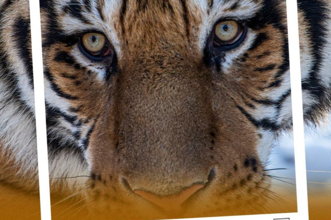 EcoChina | Wildlife thrives in NE China Tiger and Leopard National Park