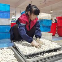 Chinese farmers seek economic gains in forest glades