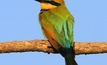 The Rainbow Bee‐eater in the Pilbara.