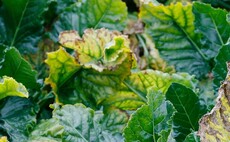 Apply foliar nutrition to sugar beet sooner rather than later, advises agronomist