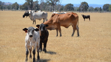 Cattle export volumes hit a new monthly record in October, according to MLA. 